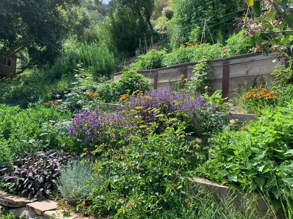 Custom yard cleanup service in Sebastopol, CA - Habitat Gardens CA