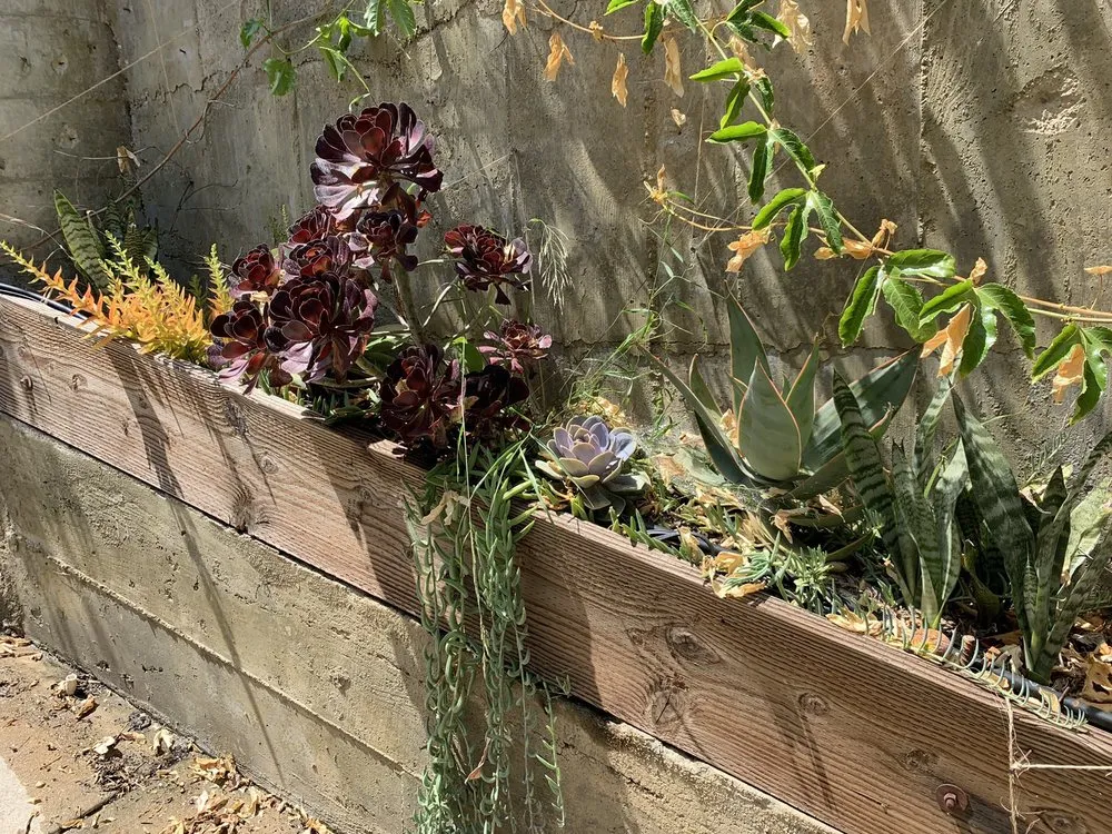 Custom landscape design in Sebastopol, CA by Habitat Gardens CA