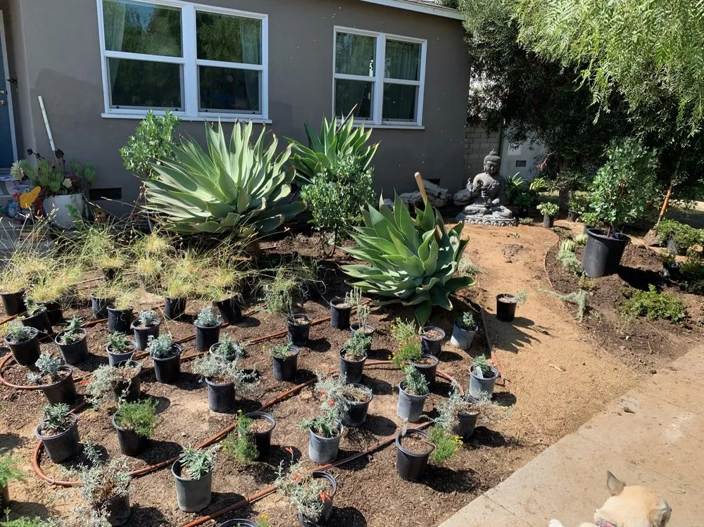 Reliable yard cleanup service for homes across Sebastopol, CA - Habitat Gardens CA