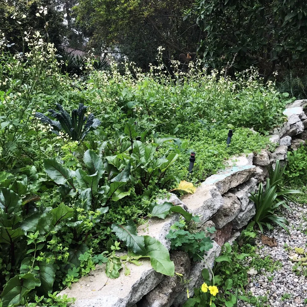 Professional lawn mowing service in Sebastopol, CA by Habitat Gardens CA