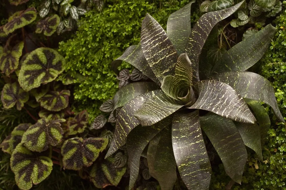 Reliable lawn mowing service experts serving Berkeley, CA - Habitat Horticulture