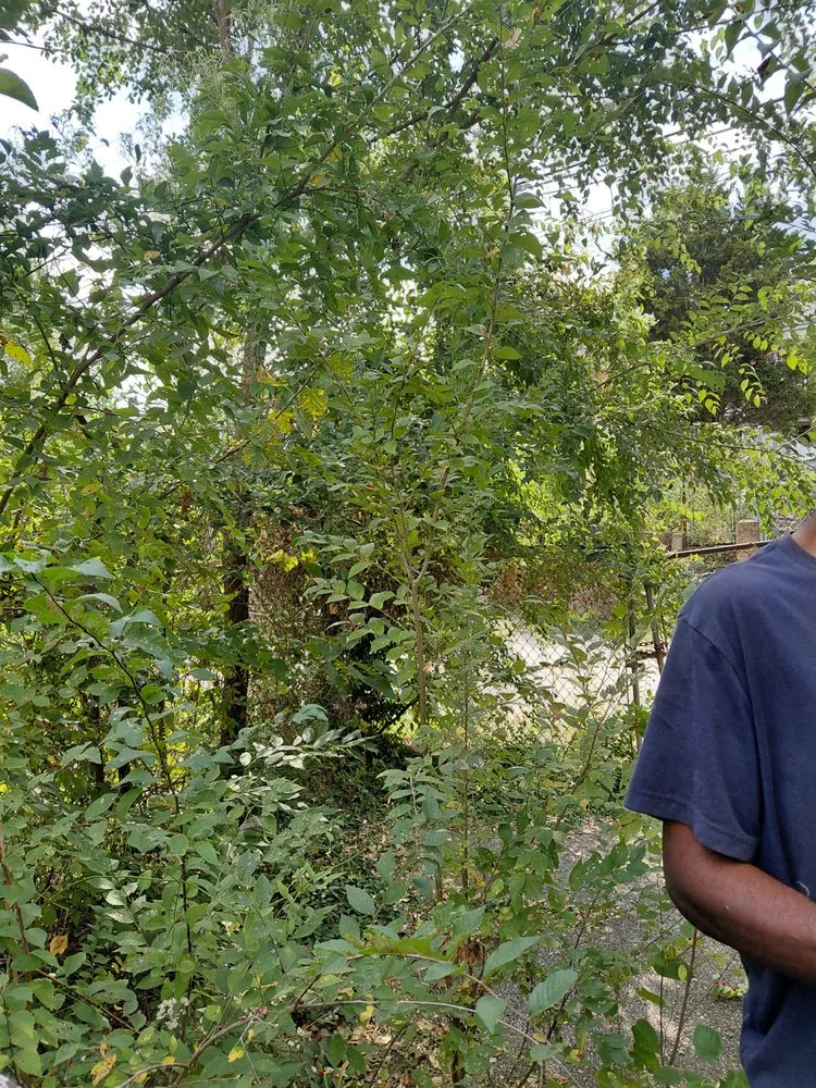 Affordable outdoor landscaping in St. Louis, MO - Hackney Enterprises