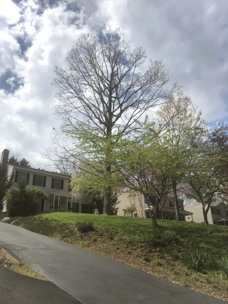 Local yard maintenance experts serving Charlottesville, VA - Haden Services