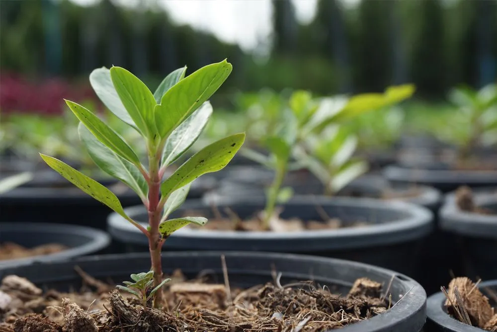 Top-rated residential landscaping for outdoor upgrades across Saint Louis, MO - Haegele Nursery & Garden Center