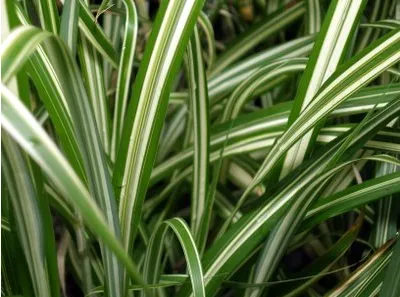 Professional yard cleanup service experts serving Saint Louis, MO - Haegele Nursery & Garden Center