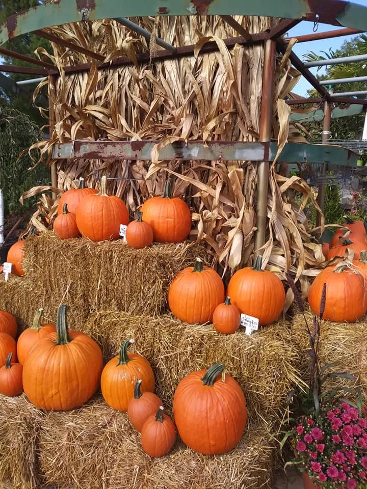 Professional residential landscaping experts serving Saint Louis, MO - Haegele Nursery & Garden Center