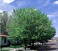 Affordable lawn mowing service in Saint Louis, MO by Haegele Nursery & Garden Center