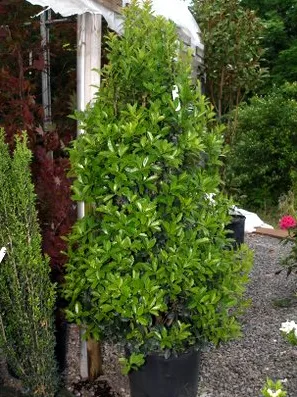 Expert yard maintenance for residential properties across Saint Louis, MO - Haegele Nursery & Garden Center