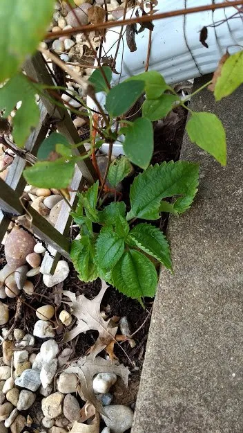 Trusted residential landscaping with custom design across Saint Louis, MO - Haegele Nursery & Garden Center