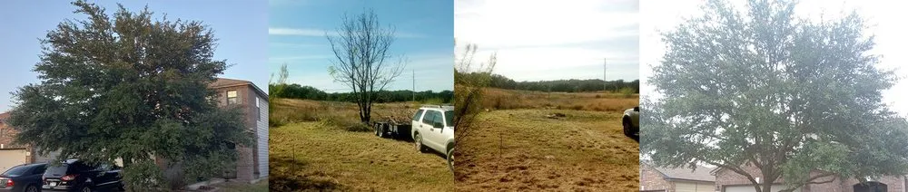 Custom landscaping services in Jarrell, TX - Hages Homestead Services