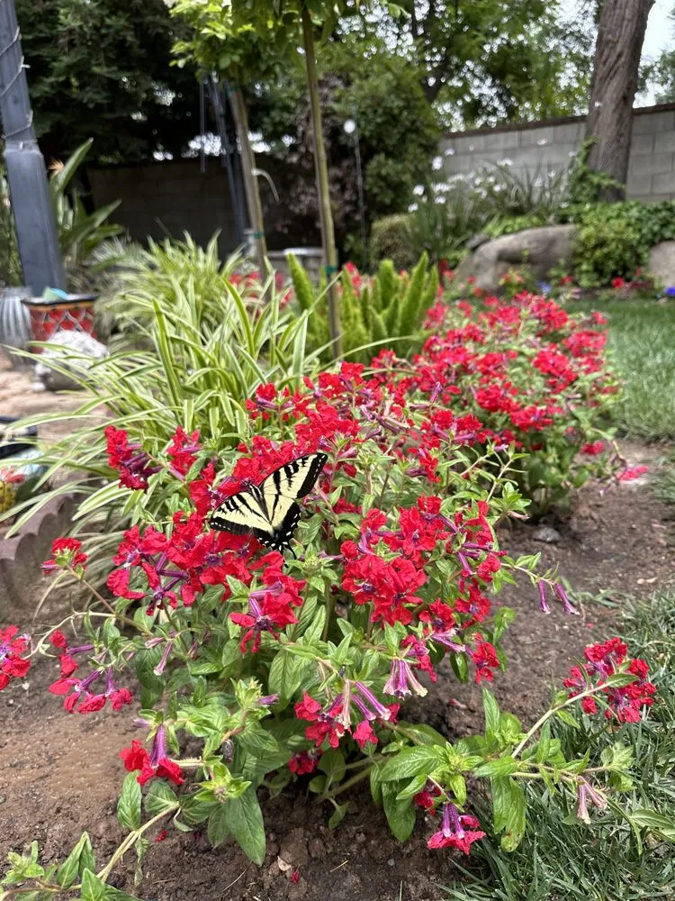 Affordable landscape design for year-round maintenance in Fresno, CA by Haglund Horticulture & Irrigation