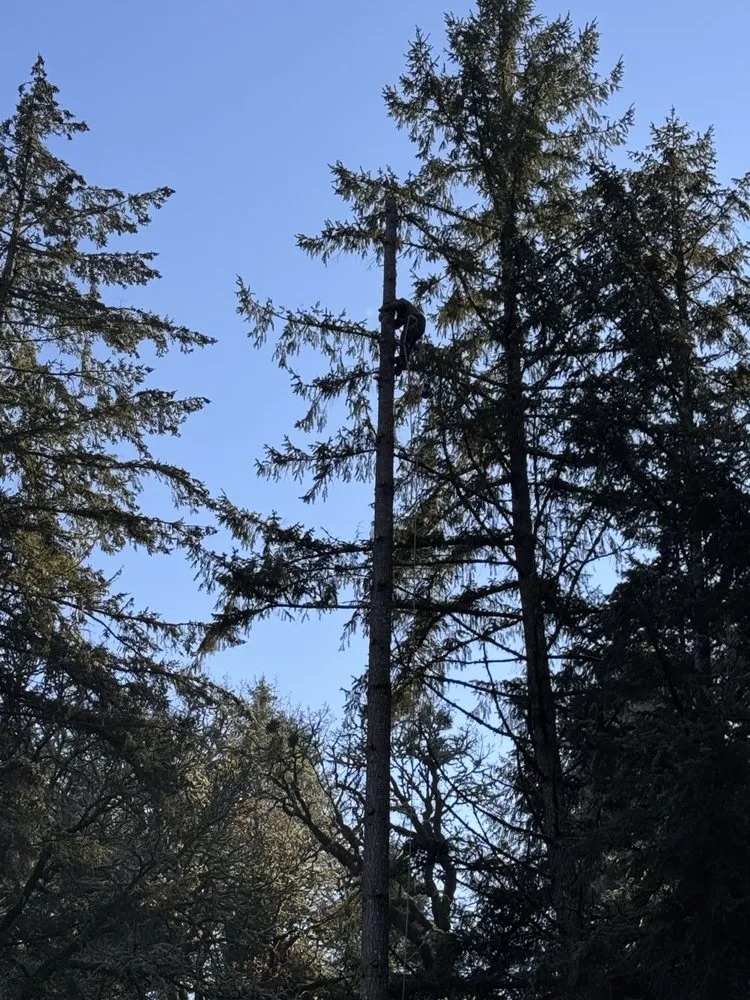 Expert lawn mowing service for outdoor upgrades across McMinnville, OR - Haight