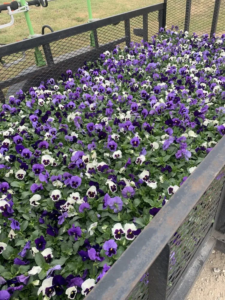 Expert lawn care service experts serving Arlington, TX - Hailo Cuts Lawn Care