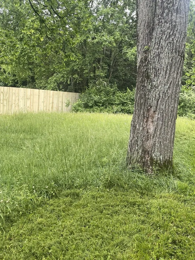 Reliable yard cleanup service in Springfield, TN by Haines Lawn & Landscaping