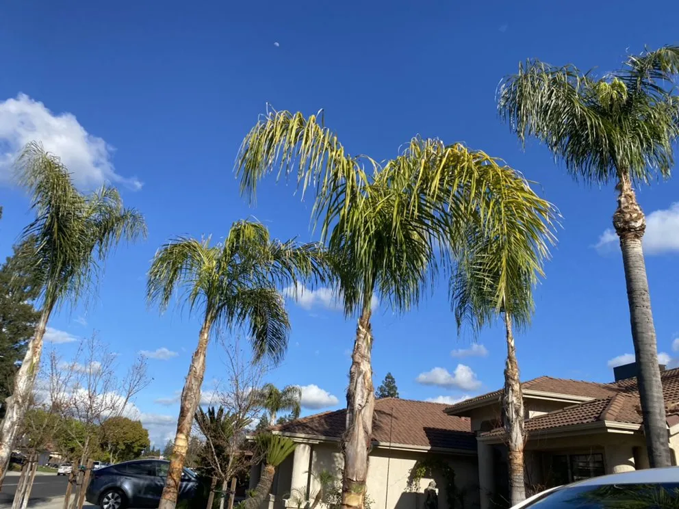 Professional residential landscaping experts serving Fresno, CA - Hal Landscaping and Trees