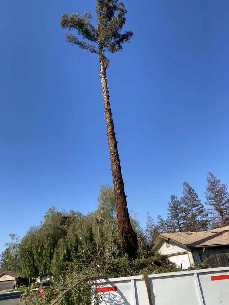 Expert landscaping services with custom design in Fresno, CA by Hal Landscaping and Trees