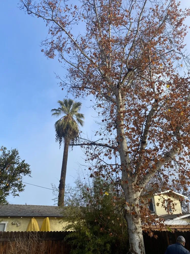 Top-rated garden landscaping in Fresno, CA - Hal Landscaping and Trees