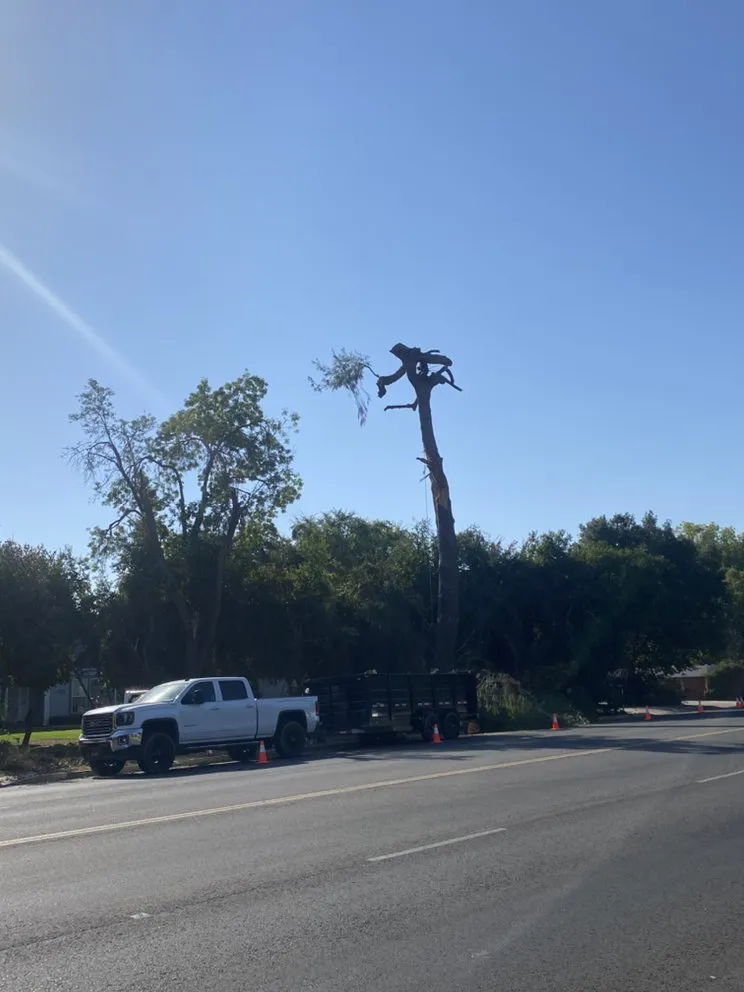 Local yard maintenance in Fresno, CA - Hal Landscaping and Trees