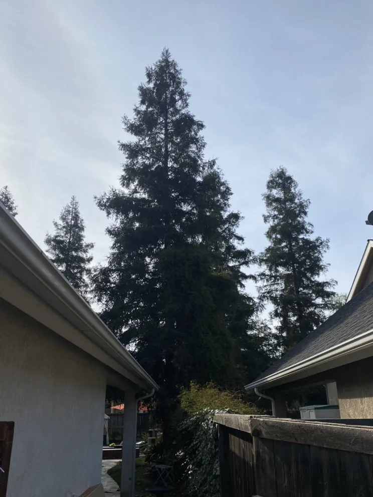 Affordable landscape design in Fresno, CA by Hal Landscaping and Trees