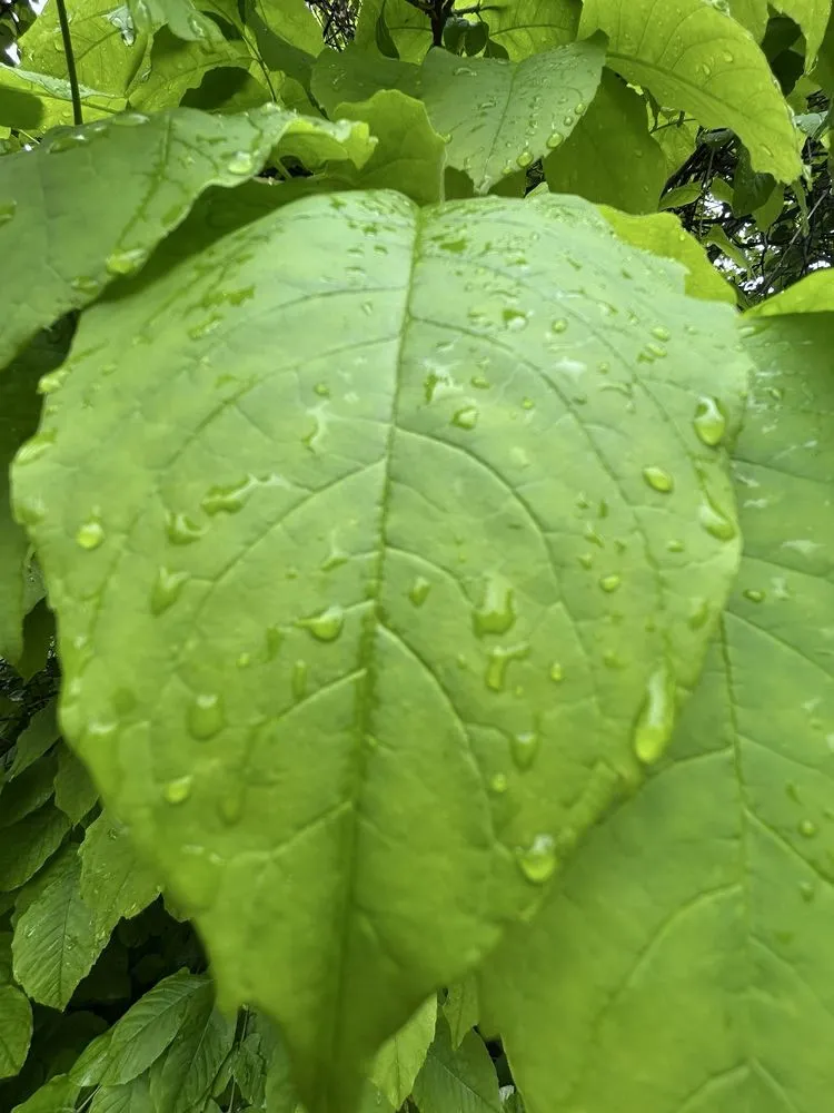 Affordable yard cleanup service in Maybrook, NY by Halal Lyfestyle