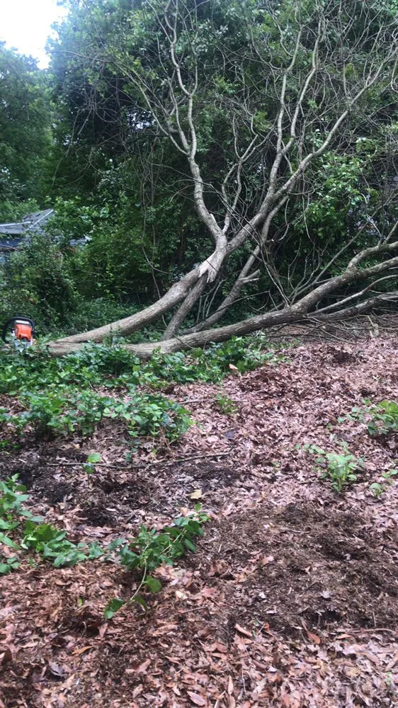 Top-rated lawn care service in Denton, MD by Halcon Landscaping