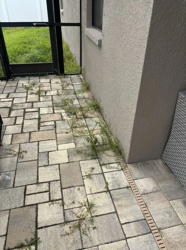 Custom yard cleanup service near you in Tampa Bay, FL by Hale Lawn and Landscaping