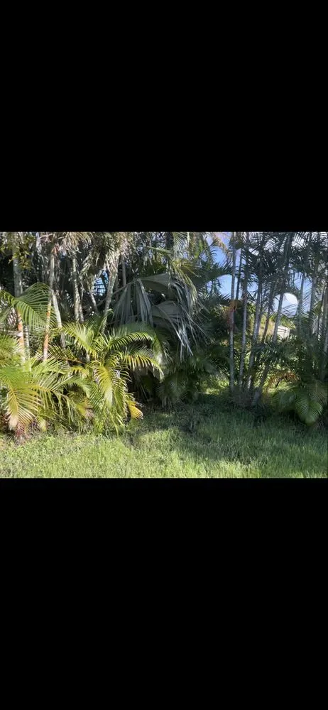 Affordable yard cleanup service near you across Cape Coral, FL - Hale solutions