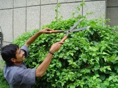 Trusted lawn mowing service with custom design in Keaau, HI by Haleakala Yard Service