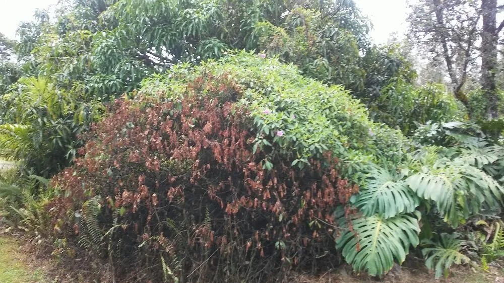 Top-rated yard cleanup service experts serving Keaau, HI - Haleakala Yard Service