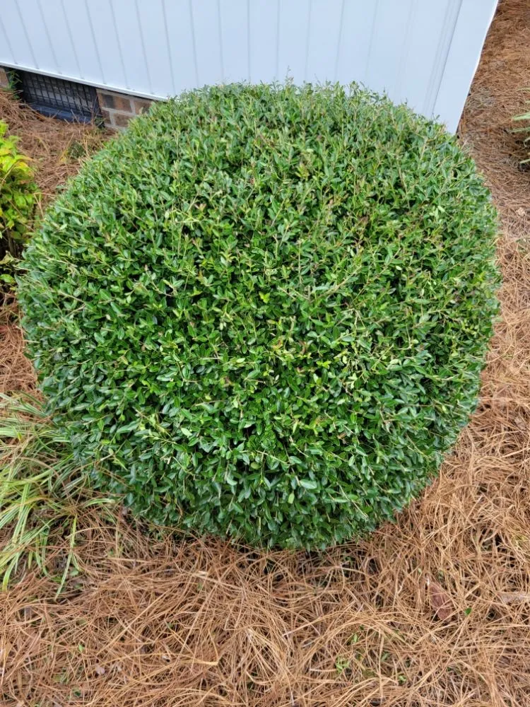 Custom landscape design for homes in Conway, SC by Half Moon Lawn Care