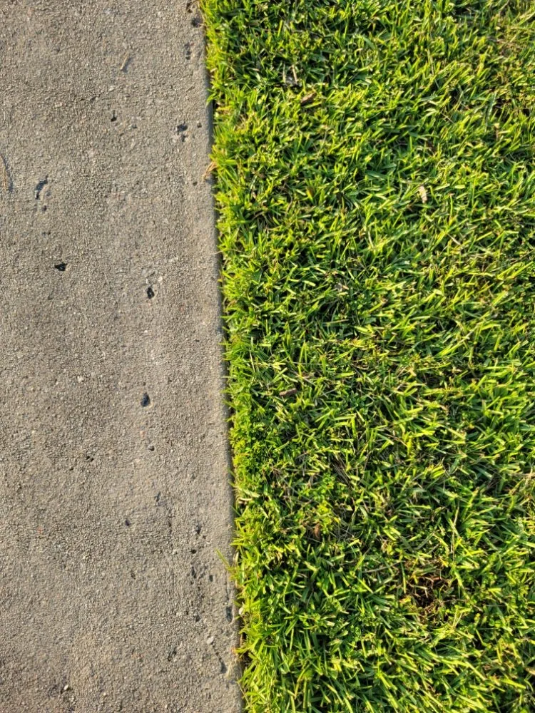 Reliable yard cleanup service in Conway, SC by Half Moon Lawn Care