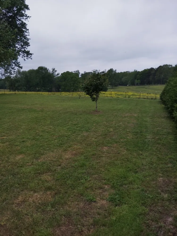 Custom yard cleanup service for beautiful yards across Trenton, GA - Hall & Son