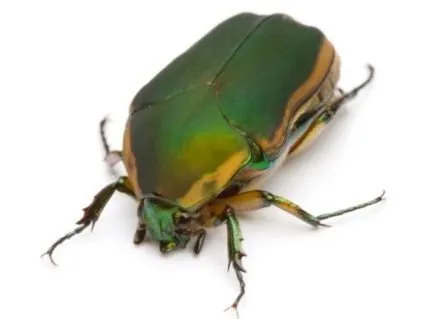 Affordable yard maintenance for residential properties in East Patchogue, NY by Hall Enterprises