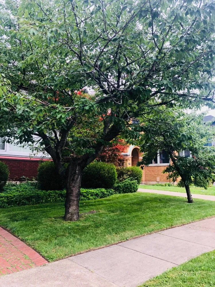 Professional lawn care service for outdoor upgrades in Buffalo, NY by Hall Services