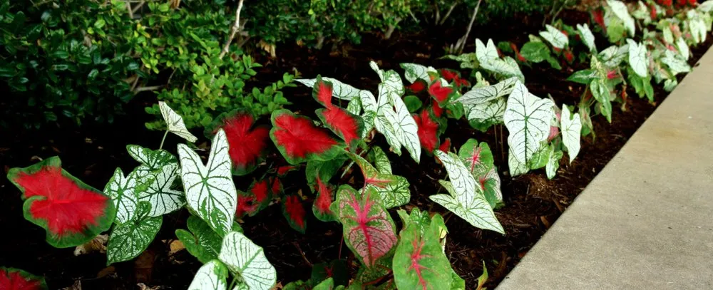 Custom residential landscaping in Oklahoma City, OK by Hall Stewart Lawn and Landscape