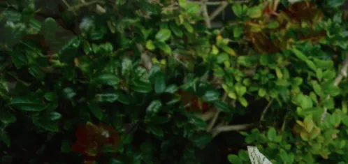 Custom lawn care service in Oklahoma City, OK by Hall Stewart Lawn and Landscape