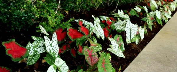 Hall Stewart Lawn and Landscape Logo