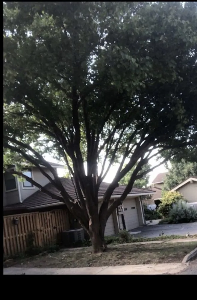 Top-rated landscaping services for homes in Amarillo, TX by Halligan Tree And Landscape services