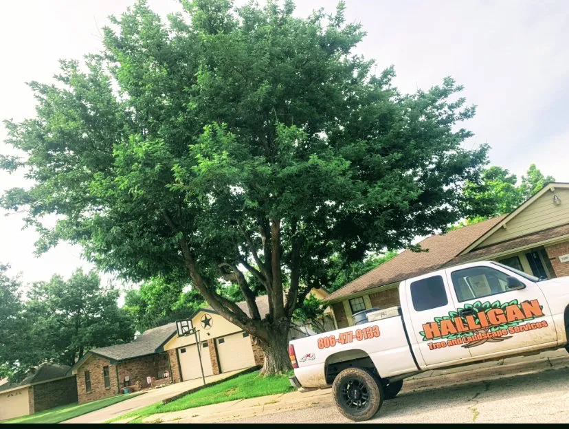Expert yard maintenance in Amarillo, TX - Halligan Tree And Landscape services