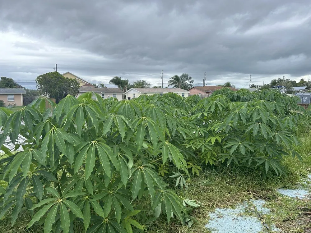 Custom garden landscaping for residential properties across Spring Hill, FL - Hall’s Complete Lawn Care