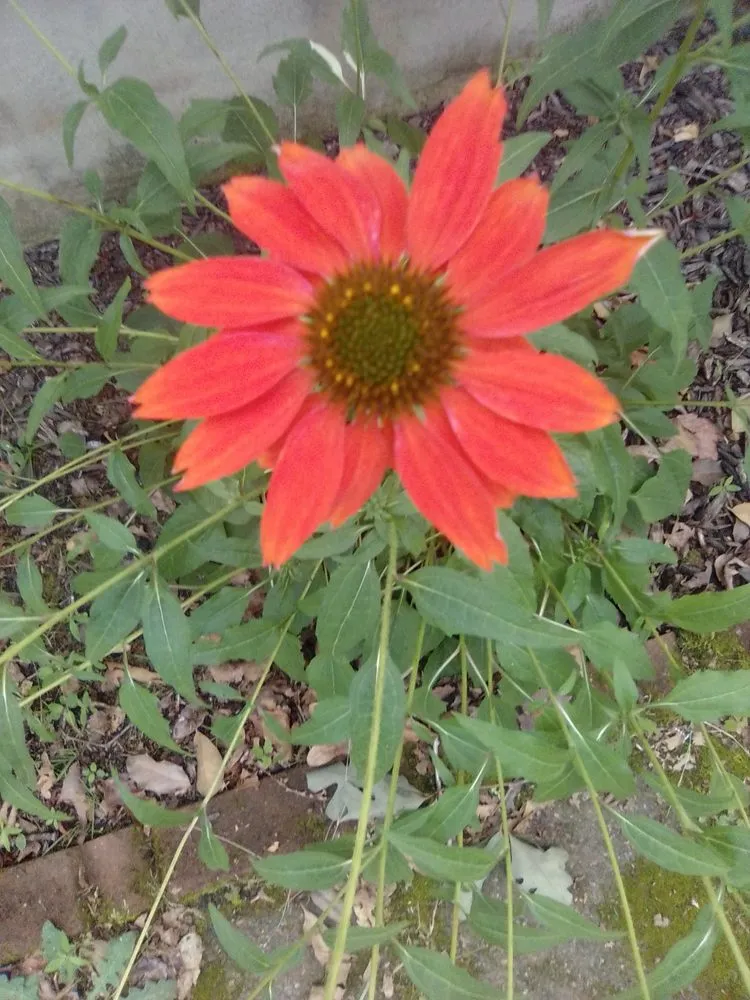 Trusted lawn care service in Millsboro, DE - Hall's Landscaping