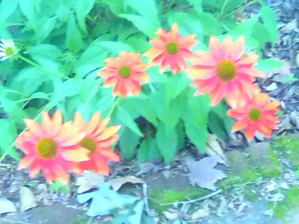 Custom landscaping services near you in Millsboro, DE by Hall's Landscaping