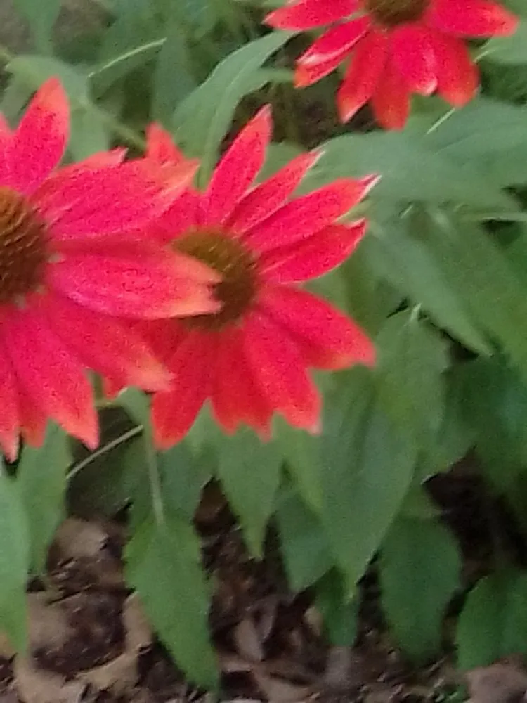 Reliable outdoor landscaping in Millsboro, DE - Hall's Landscaping