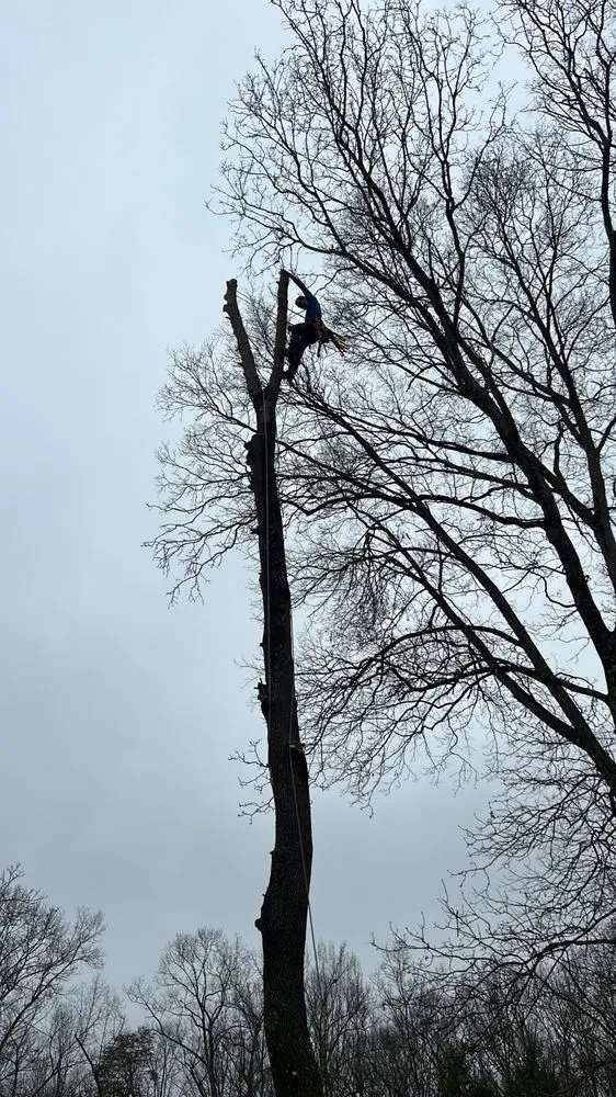 Reliable lawn care service for residential properties across Gate City, VA - Halls Lawn and Tree