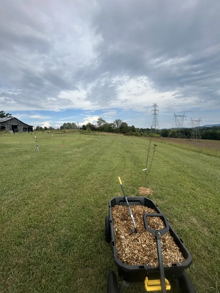 Expert yard cleanup service in Gate City, VA by Halls Lawn and Tree