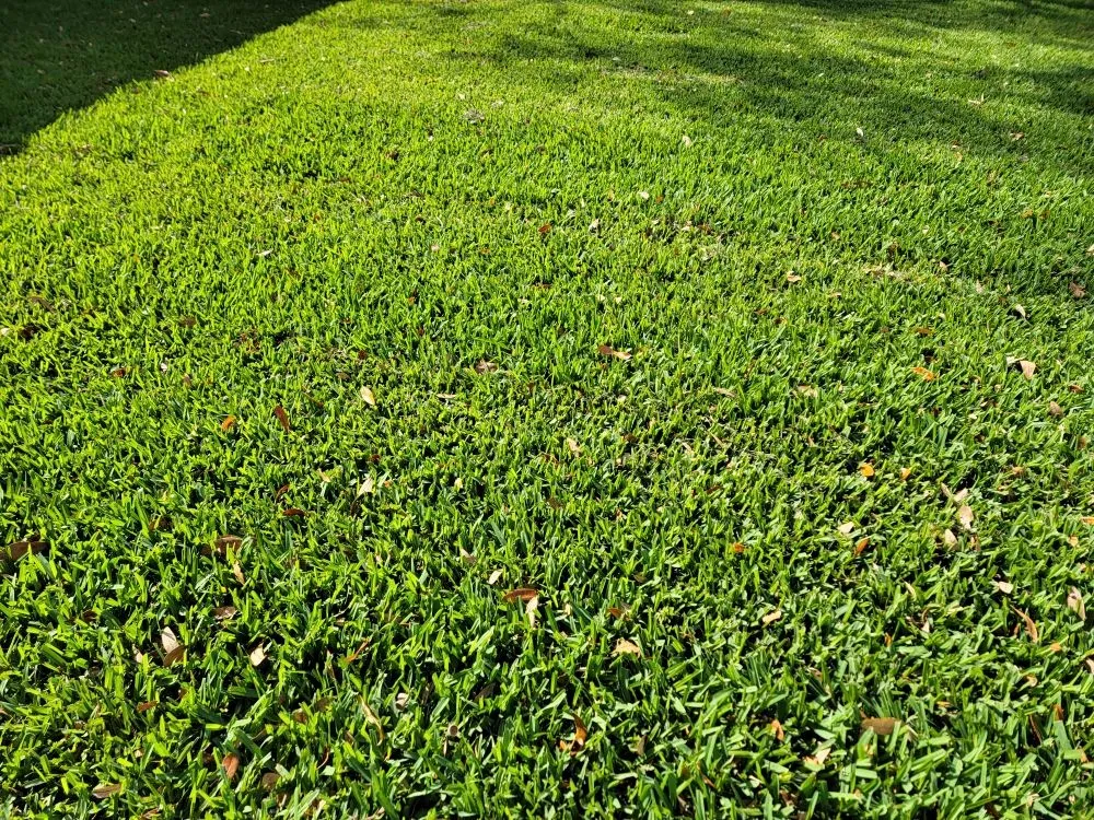 Trusted residential landscaping experts serving Oldsmar, FL - Hall's Lawn Balancing