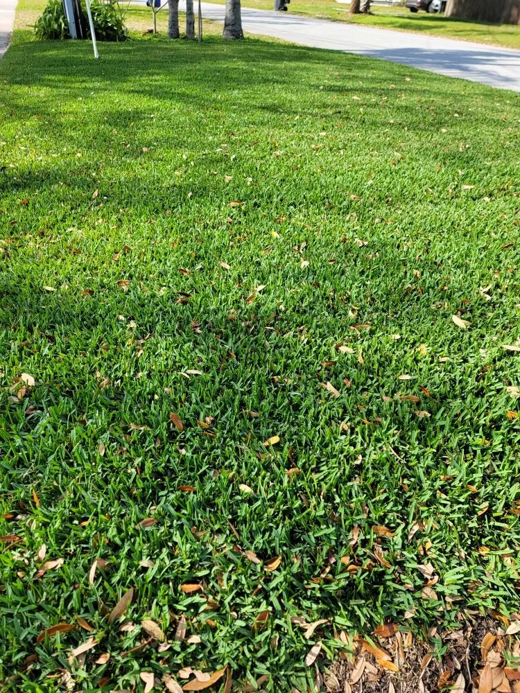 Affordable yard cleanup service near you across Oldsmar, FL - Hall's Lawn Balancing