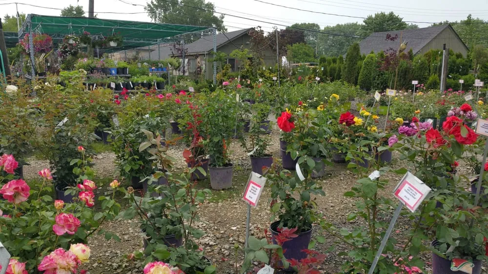 Custom yard maintenance in Saint Clair Shores, MI - Hall's Nursery