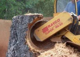Expert yard cleanup service for year-round maintenance across Macon, GA - Hall's Tree Service
