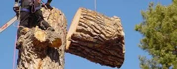 Top-rated landscaping services experts serving Macon, GA - Hall's Tree Service